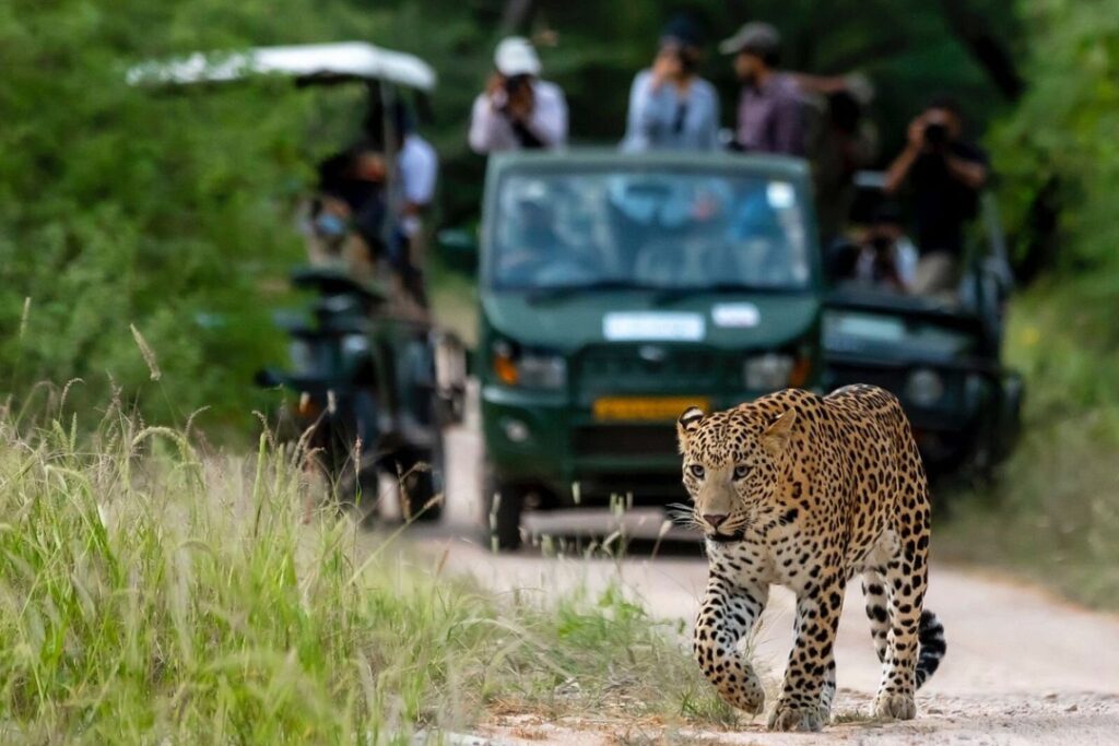 Jhalana Safari